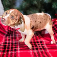 Toby Wrinkleface Pocket, a male Beagle for sale in Falmouth, KY – Photo 10 of 10