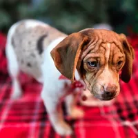 Toby Wrinkleface Pocket, a male Beagle for sale in Falmouth, KY – Photo 7 of 10