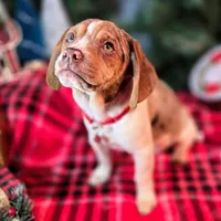 Toby Wrinkleface Pocket, a male Beagle for sale in Falmouth, KY – Photo 4 of 10