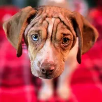 Toby Wrinkleface Pocket, a male Beagle for sale in Falmouth, KY – Photo 1 of 10