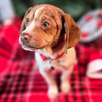 Toby Wrinkleface Pocket, a male Beagle for sale in Falmouth, KY – Photo 2 of 10