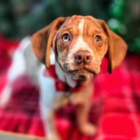 Toby Wrinkleface Pocket, a male Beagle for sale in Falmouth, KY – Photo 9 of 10