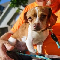 Sam Pocket Beagle, a male Beagle for sale in Falmouth, KY – 8 of 10