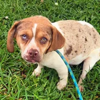 Toby Wrinkleface Pocket, a male Beagle for sale in Falmouth, KY – 7 of 10
