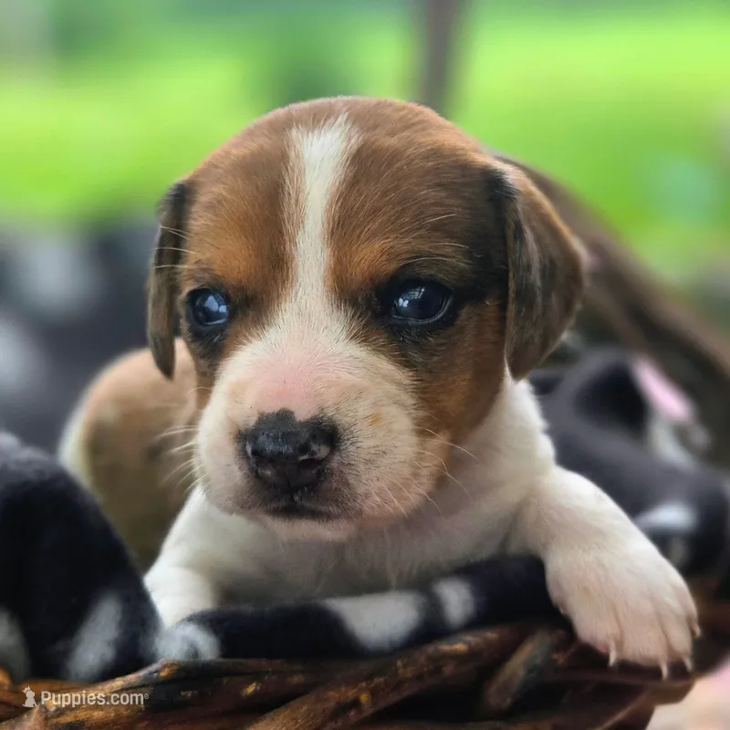 Treasure Pocket Beagle – Beagle puppy for sale in Falmouth, KY