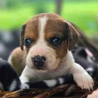 Treasure Pocket Beagle, a male Beagle for sale in Falmouth, KY – 1 of 10