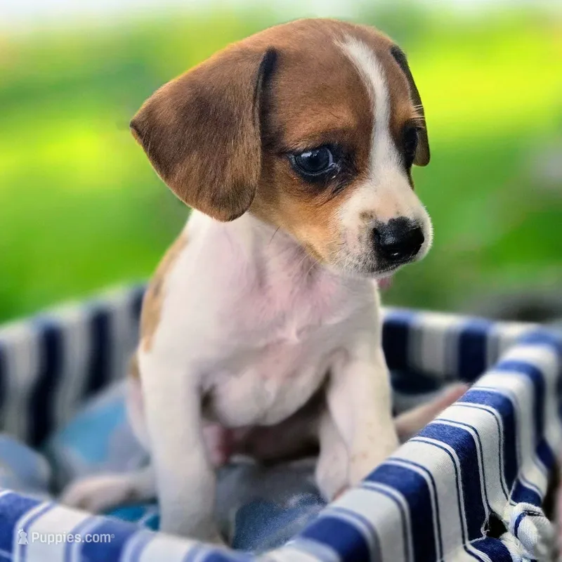 Treasure Pocket Beagle – Beagle puppy for sale in Falmouth, KY