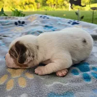 Lennon Pocket Beagle, a male Beagle for sale in Falmouth, KY – 8 of 10