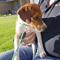 Ice Cream Pocket Beagle, a male Beagle for sale in Falmouth, KY – 8 of 10