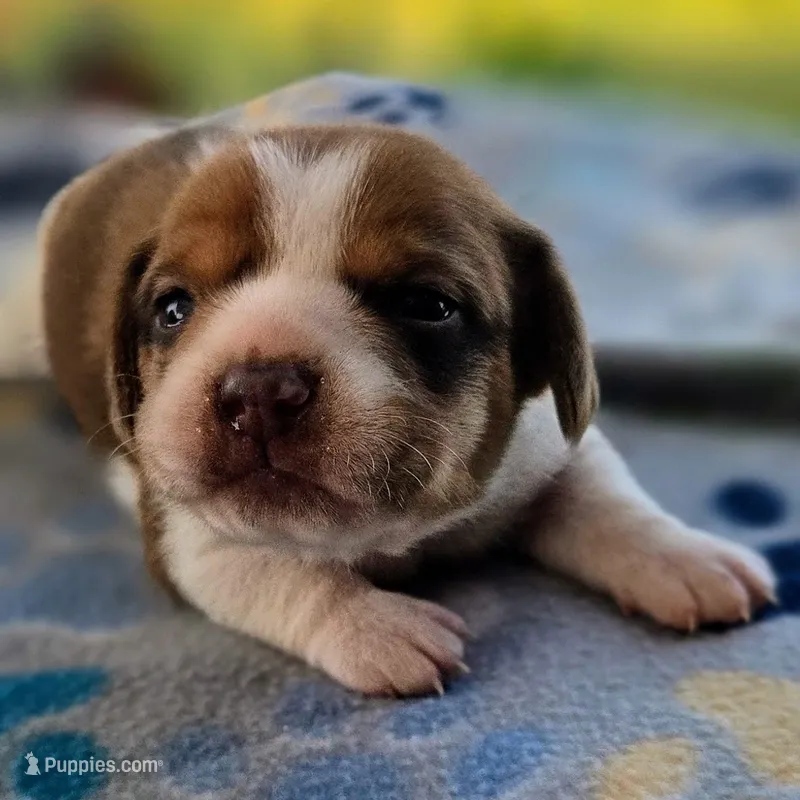 Harrison Pocket Beagle – Beagle puppy for sale in Falmouth, KY
