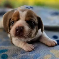 Harrison Pocket Beagle, a male Beagle for sale in Falmouth, KY – 10 of 10