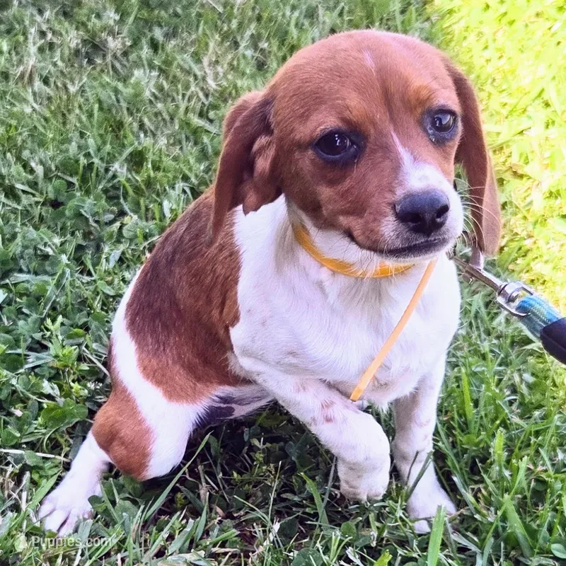 Cocoa Pocket Beagle – Beagle puppy for sale in Falmouth, KY