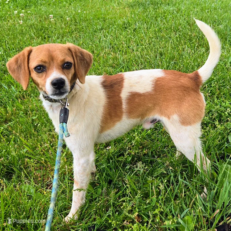 Maui Pocket Beagle – Beagle puppy for sale in Falmouth, KY