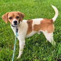 Maui Pocket Beagle, a male Beagle for sale in Falmouth, KY – 2 of 10