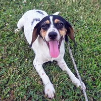 Kaylee Blue-ticked Pocket Beagle, a female Beagle for sale in Falmouth, KY – 4 of 10