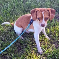 Sam Pocket Beagle, a male Beagle for sale in Falmouth, KY – 3 of 10