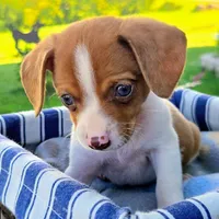 Gold Pocket Beagle, a male Beagle for sale in Falmouth, KY – 5 of 10