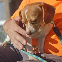 Sam Pocket Beagle, a male Beagle for sale in Falmouth, KY – 9 of 10