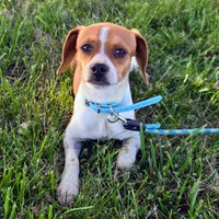 Luke Pocket Beagle, a male Beagle for sale in Falmouth, KY – 8 of 10