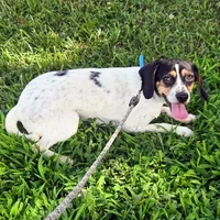 Kaylee Blue-ticked Pocket Beagle, a female Beagle for sale in Falmouth, KY – 10 of 10