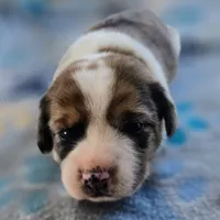 Starr Pocket Beagle, a male Beagle for sale in Falmouth, KY – 7 of 10