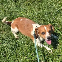 CJ Pocket Beagle, a female Beagle for sale in Falmouth, KY – 2 of 10