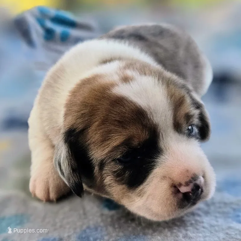 Starr Pocket Beagle – Beagle puppy for sale in Falmouth, KY