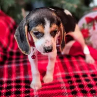 Clove Pocket Beagle, a female Beagle for sale in Falmouth, KY – Photo 8 of 10