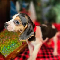 Clove Pocket Beagle, a female Beagle for sale in Falmouth, KY – Photo 3 of 10