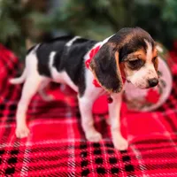 Clove Pocket Beagle, a female Beagle for sale in Falmouth, KY – Photo 9 of 10