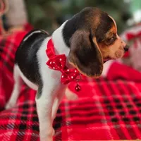 Clove Pocket Beagle, a female Beagle for sale in Falmouth, KY – Photo 7 of 10