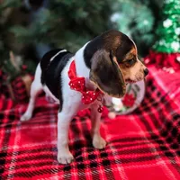 Clove Pocket Beagle, a female Beagle for sale in Falmouth, KY – Photo 6 of 10