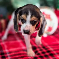 Clove Pocket Beagle, a female Beagle for sale in Falmouth, KY – Photo 4 of 10