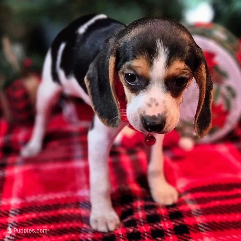Clove Pocket Beagle