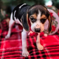 Clove Pocket Beagle, a female Beagle for sale in Falmouth, KY – Photo 1 of 10