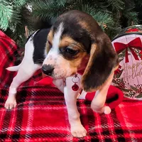 Clove Pocket Beagle, a female Beagle for sale in Falmouth, KY – Photo 2 of 10