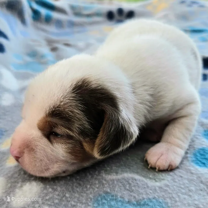Lennon Pocket Beagle – Beagle puppy for sale in Falmouth, KY