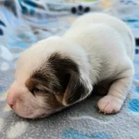 Lennon Pocket Beagle, a male Beagle for sale in Falmouth, KY – 2 of 10