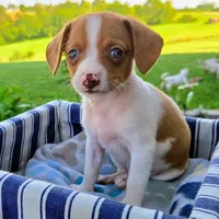 Gold Pocket Beagle, a male Beagle for sale in Falmouth, KY – 9 of 10
