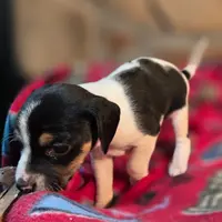 Cinnamon Pocket Beagle, a female Beagle for sale in Falmouth, KY – Photo 6 of 10