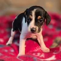 Cinnamon Pocket Beagle, a female Beagle for sale in Falmouth, KY – Photo 7 of 10