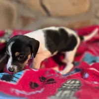 Cinnamon Pocket Beagle, a female Beagle for sale in Falmouth, KY – Photo 8 of 10