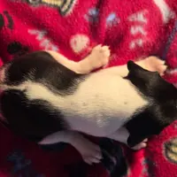 Cinnamon Pocket Beagle, a female Beagle for sale in Falmouth, KY – Photo 10 of 10