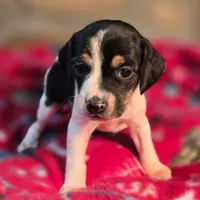 Cinnamon Pocket Beagle, a female Beagle for sale in Falmouth, KY – Photo 1 of 10