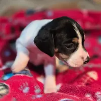 Cinnamon Pocket Beagle, a female Beagle for sale in Falmouth, KY – Photo 3 of 10