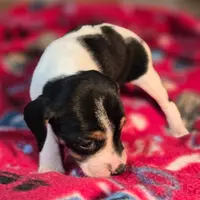 Cinnamon Pocket Beagle, a female Beagle for sale in Falmouth, KY – Photo 4 of 10