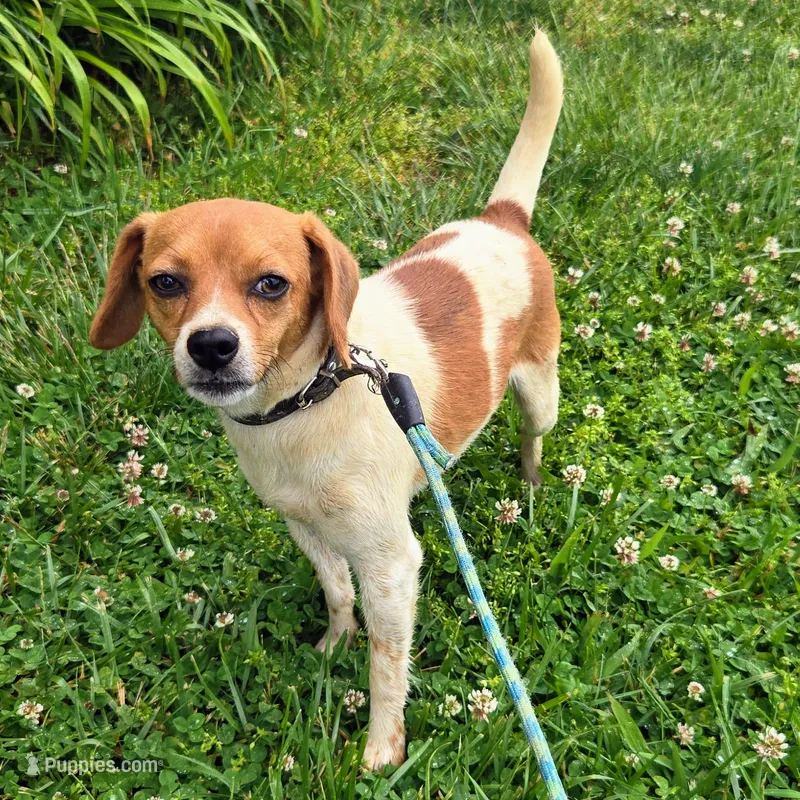 Maui Pocket Beagle – Beagle puppy for sale in Falmouth, KY