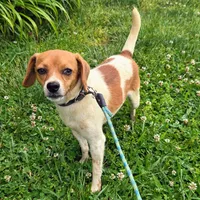 Maui Pocket Beagle, a male Beagle for sale in Falmouth, KY – 4 of 10