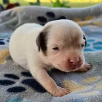 McCartney Pocket Beagle, a male Beagle for sale in Falmouth, KY – 3 of 10