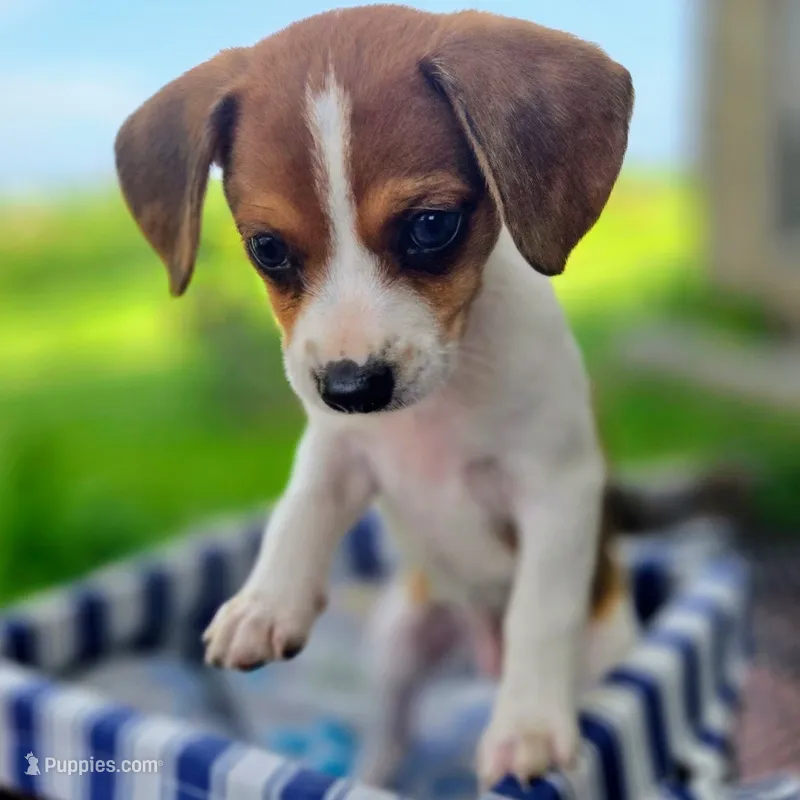 Treasure Pocket Beagle – Beagle puppy for sale in Falmouth, KY
